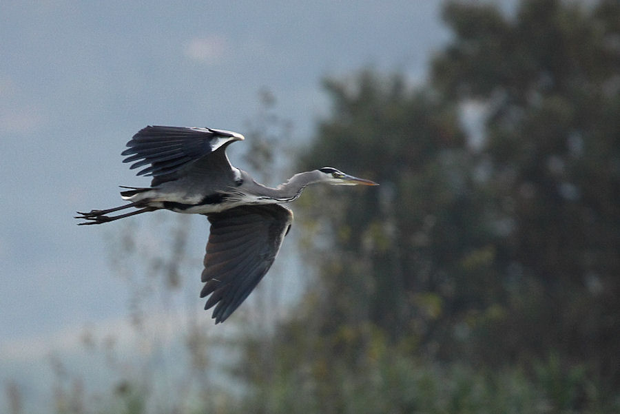 Airone Cenerino